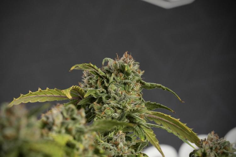 Amnesia Skunk The Zamnesia Way. Week 13 - Amnesia Skunk 12-12 from seed