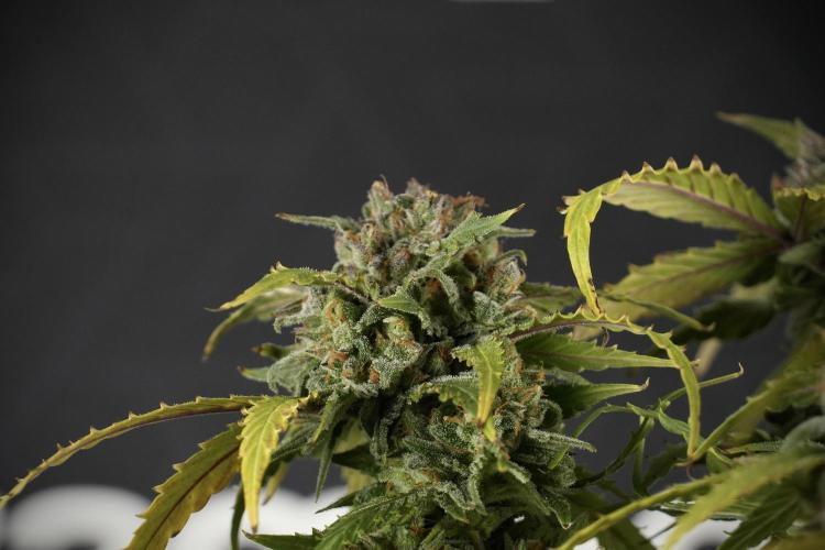 Amnesia Skunk The Zamnesia Way. Week 13 - Amnesia Skunk 12-12 from seed