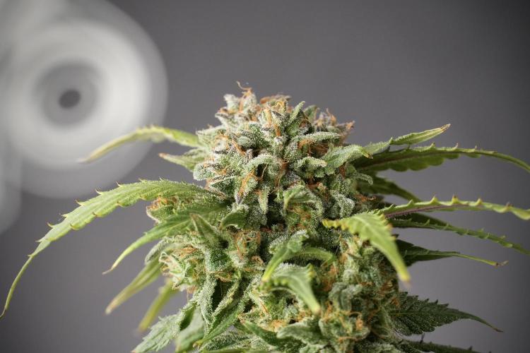 Amnesia Skunk The Zamnesia Way. Week 13 - Amnesia Skunk 12-12 from seed