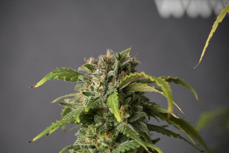 Amnesia Skunk The Zamnesia Way. Week 13 - Amnesia Skunk 12-12 from seed
