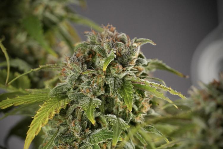Amnesia Skunk The Zamnesia Way. Week 13 - Amnesia Skunk 12-12 from seed