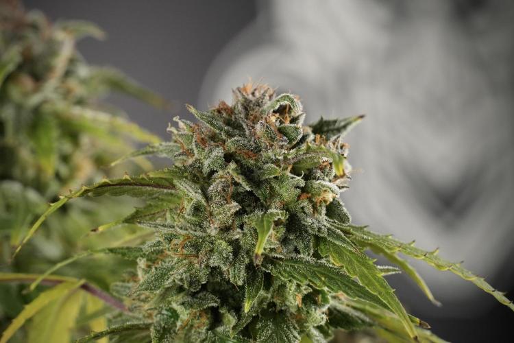 Amnesia Skunk The Zamnesia Way. Week 13 - Amnesia Skunk 12-12 from seed