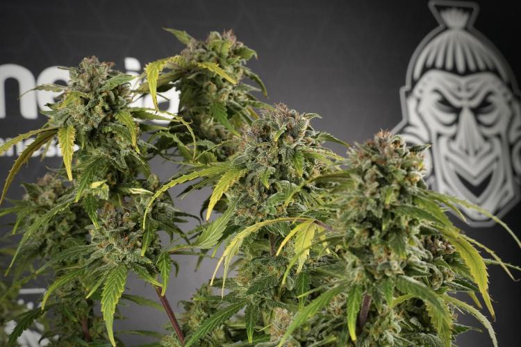 Amnesia Skunk The Zamnesia Way. Week 13 - Amnesia Skunk 12-12 from seed