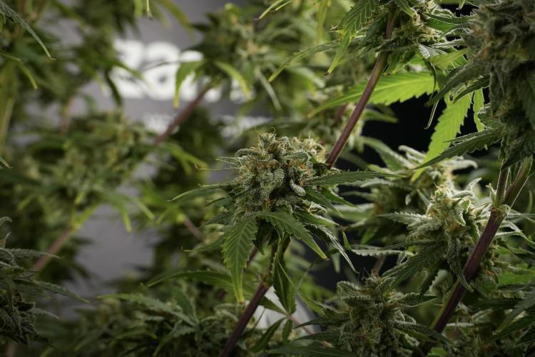 Amnesia Skunk The Zamnesia Way. Week 13 - Amnesia Skunk 12-12 from seed