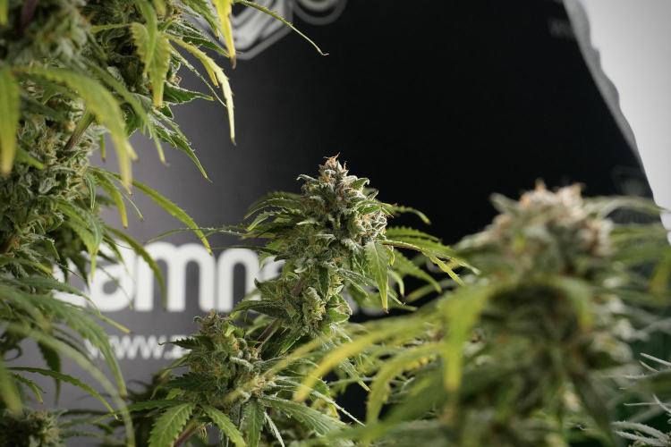 Amnesia Skunk The Zamnesia Way. Week 13 - Amnesia Skunk 12-12 from seed