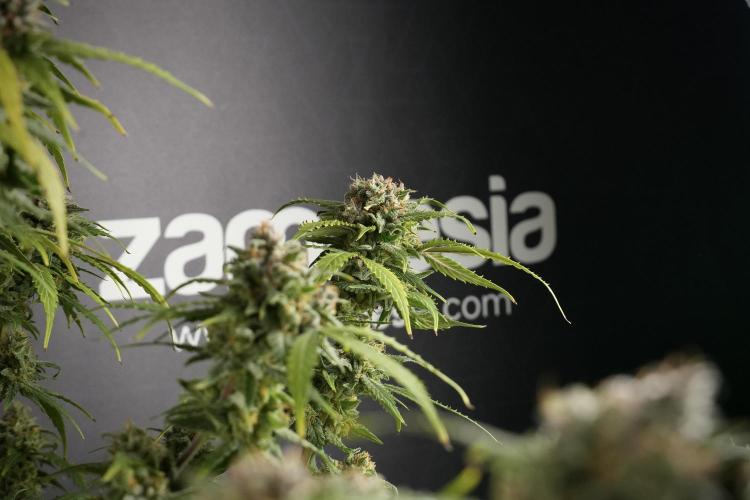 Amnesia Skunk The Zamnesia Way. Week 13 - Amnesia Skunk 12-12 from seed