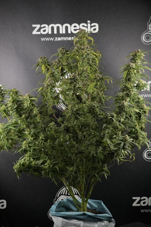 Amnesia Skunk The Zamnesia Way. Week 13 - Amnesia Skunk 12-12 from seed