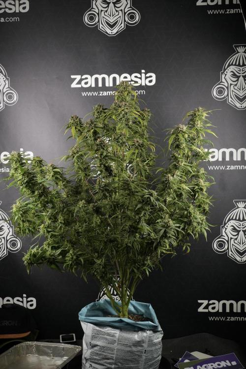 Amnesia Skunk The Zamnesia Way. Week 13 - Amnesia Skunk 12-12 from seed