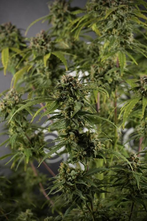 Amnesia Skunk The Zamnesia Way. Week 13 - Amnesia Skunk 12-12 from seed