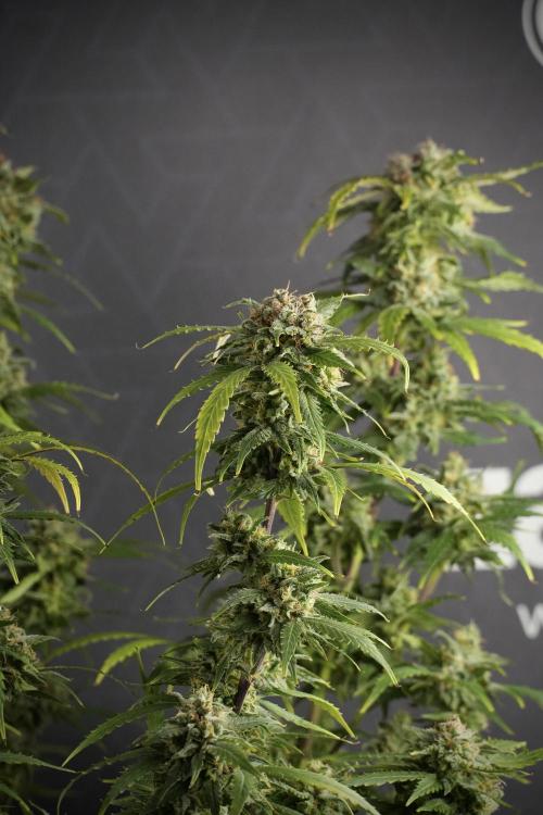 Amnesia Skunk The Zamnesia Way. Week 13 - Amnesia Skunk 12-12 from seed