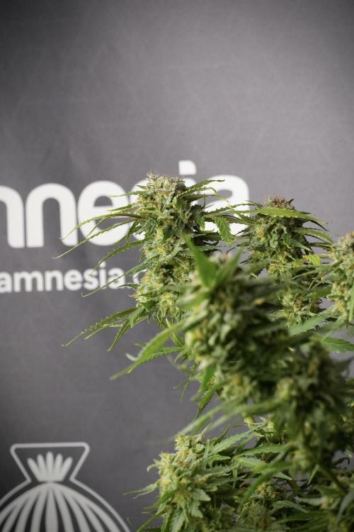 Amnesia Skunk The Zamnesia Way. Week 13 - Amnesia Skunk 12-12 from seed