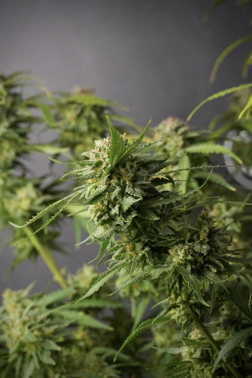 Amnesia Skunk The Zamnesia Way. Week 13 - Amnesia Skunk 12-12 from seed