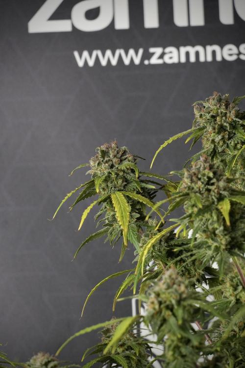 Amnesia Skunk The Zamnesia Way. Week 13 - Amnesia Skunk 12-12 from seed