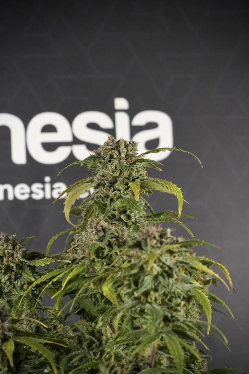 Amnesia Skunk The Zamnesia Way. Week 13 - Amnesia Skunk 12-12 from seed