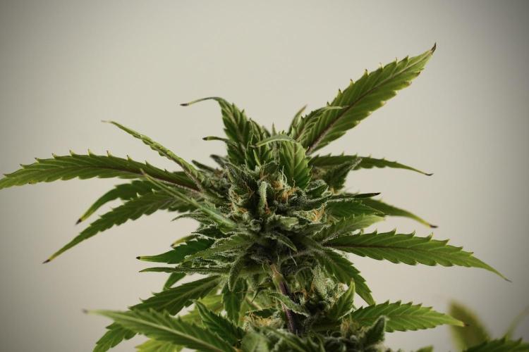 Amnesia Skunk The Zamnesia Way. Week 13 - Amnesia Skunk 12-12 from seed