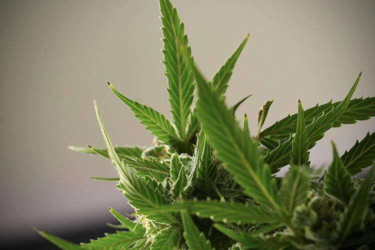 Amnesia Skunk The Zamnesia Way. Week 13 - Amnesia Skunk 12-12 from seed