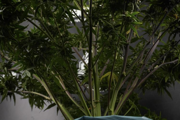 Amnesia Skunk The Zamnesia Way. Week 13 - Amnesia Skunk 12-12 from seed