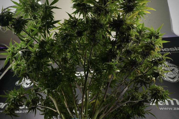 Amnesia Skunk The Zamnesia Way. Week 13 - Amnesia Skunk 12-12 from seed