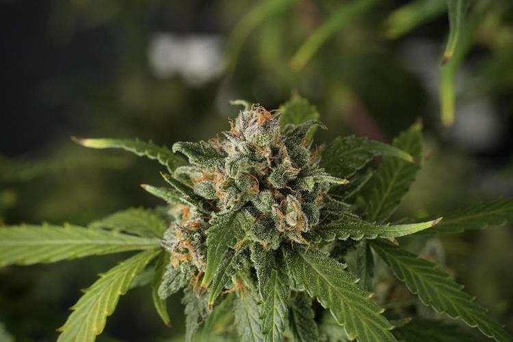 Amnesia Skunk The Zamnesia Way. Week 13 - Amnesia Skunk 12-12 from seed