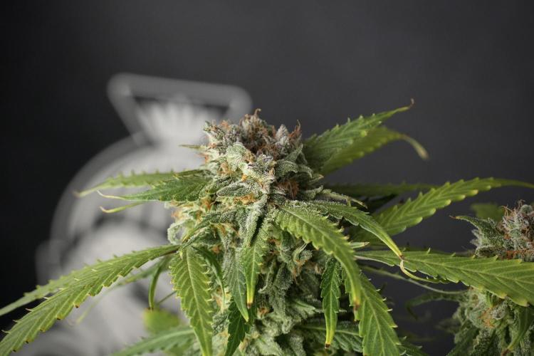 Amnesia Skunk The Zamnesia Way. Week 13 - Amnesia Skunk 12-12 from seed