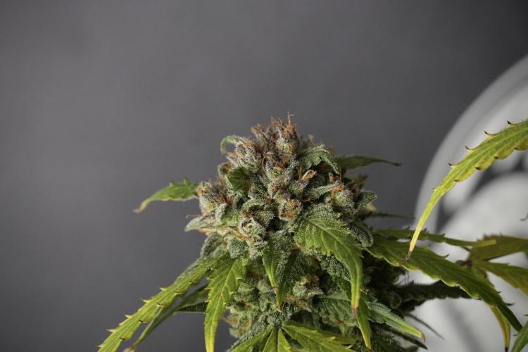 Amnesia Skunk The Zamnesia Way. Week 13 - Amnesia Skunk 12-12 from seed