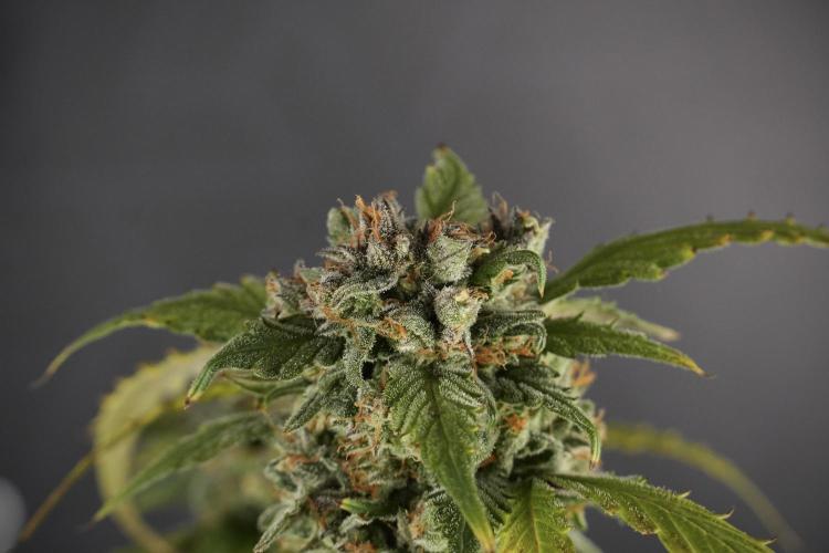 Amnesia Skunk The Zamnesia Way. Week 13 - Amnesia Skunk 12-12 from seed