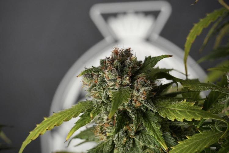 Amnesia Skunk The Zamnesia Way. Week 13 - Amnesia Skunk 12-12 from seed