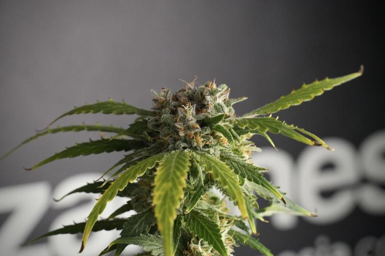 Amnesia Skunk The Zamnesia Way. Week 13 - Amnesia Skunk 12-12 from seed