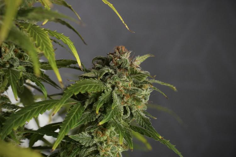 Amnesia Skunk The Zamnesia Way. Week 13 - Amnesia Skunk 12-12 from seed
