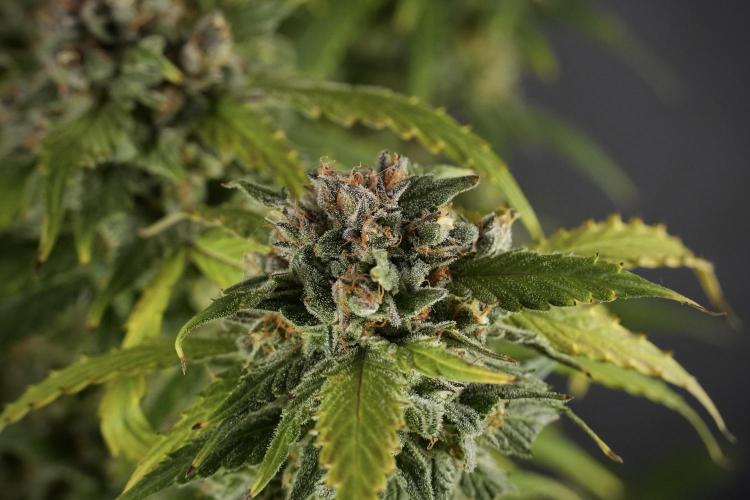 Amnesia Skunk The Zamnesia Way. Week 13 - Amnesia Skunk 12-12 from seed