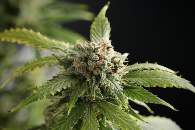 Amnesia Skunk The Zamnesia Way. Week 13 - Amnesia Skunk 12-12 from seed