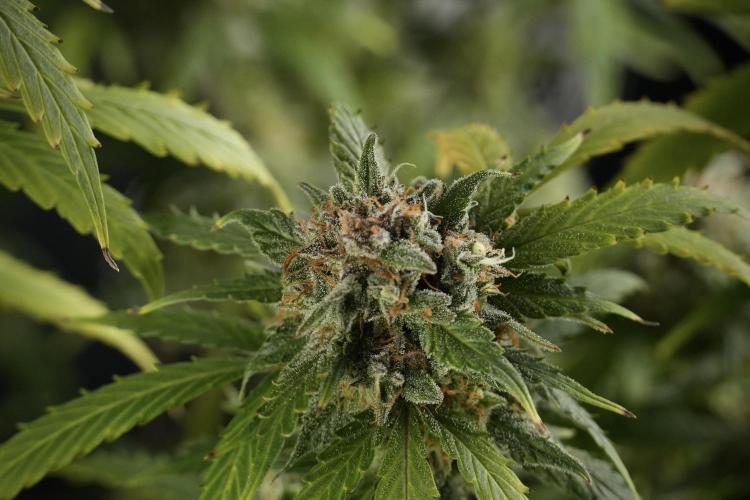 Amnesia Skunk The Zamnesia Way. Week 13 - Amnesia Skunk 12-12 from seed