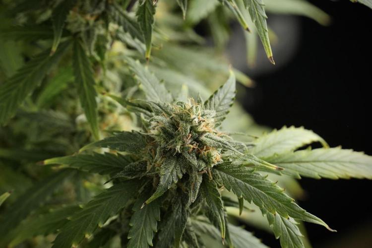 Amnesia Skunk The Zamnesia Way. Week 13 - Amnesia Skunk 12-12 from seed