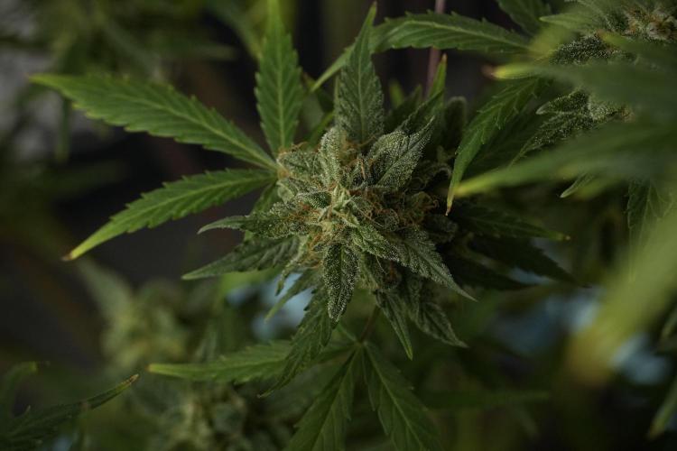 Amnesia Skunk The Zamnesia Way. Week 13 - Amnesia Skunk 12-12 from seed