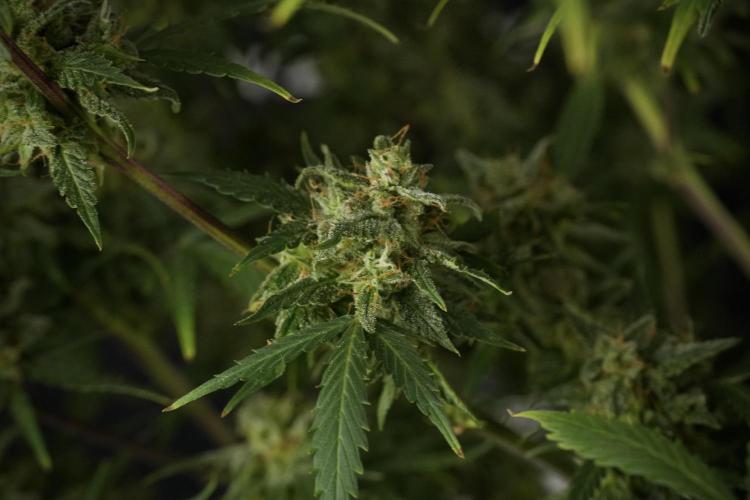 Amnesia Skunk The Zamnesia Way. Week 13 - Amnesia Skunk 12-12 from seed
