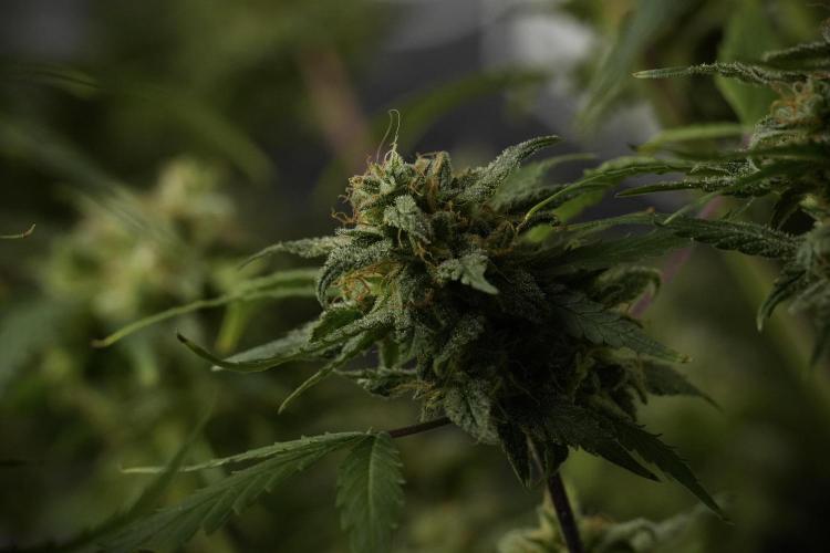 Amnesia Skunk The Zamnesia Way. Week 13 - Amnesia Skunk 12-12 from seed