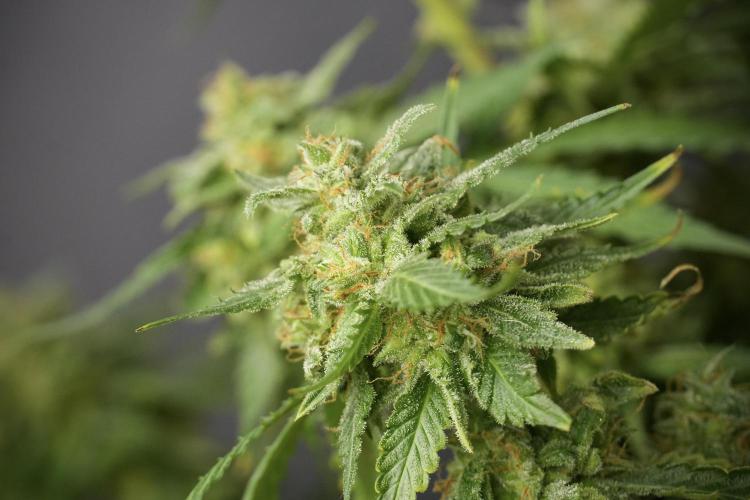 Amnesia Skunk The Zamnesia Way. Week 13 - Amnesia Skunk 12-12 from seed