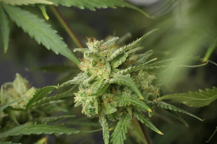 Amnesia Skunk The Zamnesia Way. Week 13 - Amnesia Skunk 12-12 from seed