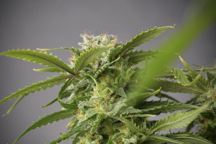 Amnesia Skunk The Zamnesia Way. Week 13 - Amnesia Skunk 12-12 from seed
