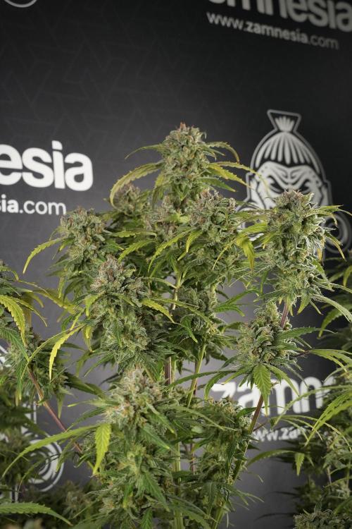Amnesia Skunk The Zamnesia Way. Week 13 - Amnesia Skunk 12-12 from seed