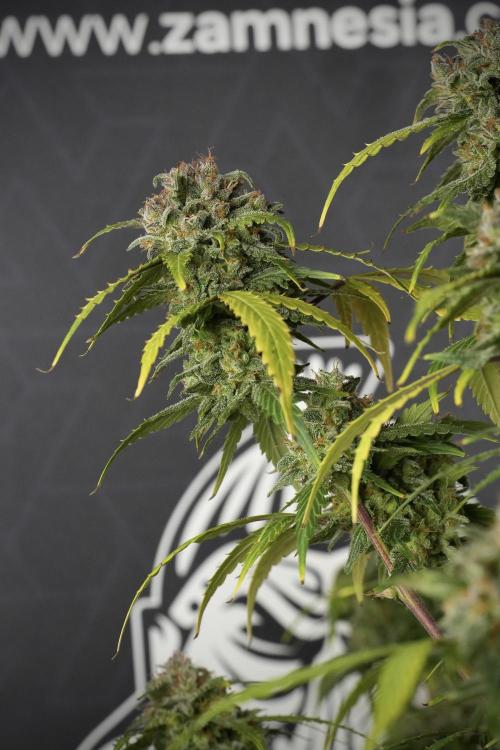 Amnesia Skunk The Zamnesia Way. Week 13 - Amnesia Skunk 12-12 from seed
