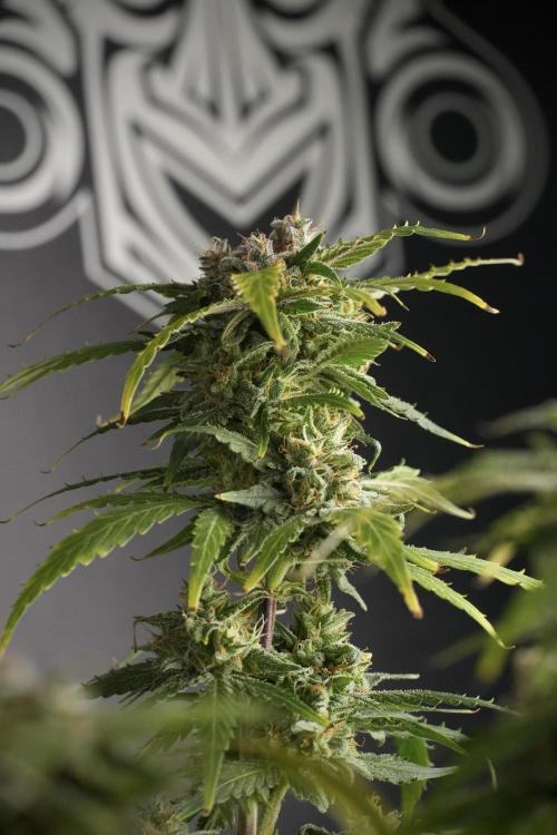 Amnesia Skunk The Zamnesia Way. Week 13 - Amnesia Skunk 12-12 from seed