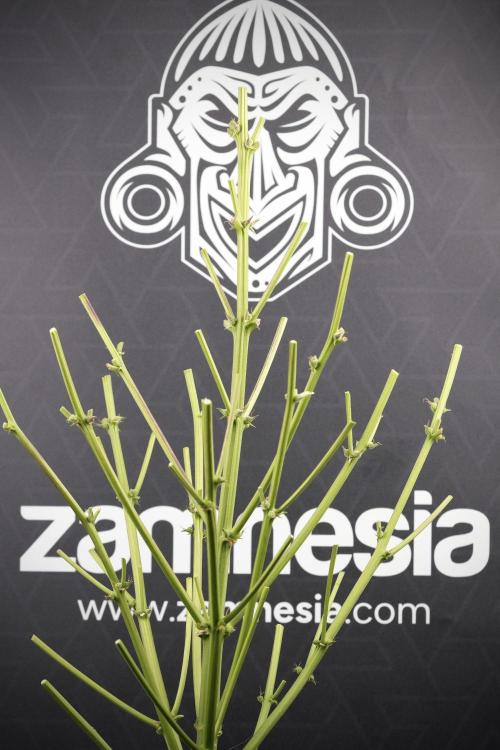Amnesia Skunk The Zamnesia Way. Week 13 - "bones"
