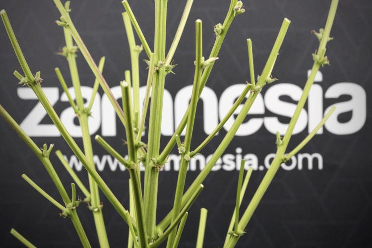 Amnesia Skunk The Zamnesia Way. Week 13 - "bones"