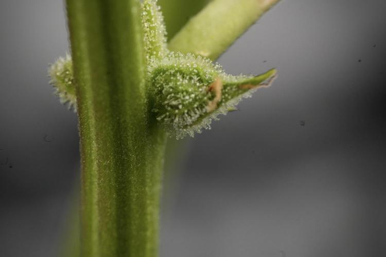 Amnesia Skunk The Zamnesia Way. Week 13 - "bones"