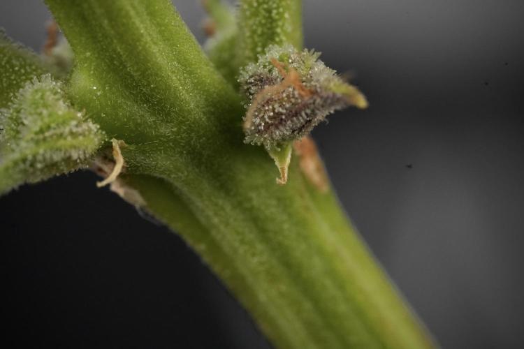 Amnesia Skunk The Zamnesia Way. Week 13 - "bones"