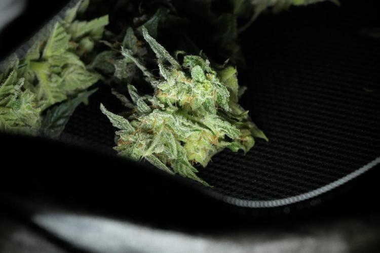 Amnesia Skunk The Zamnesia Way. Week 13 - Rack 