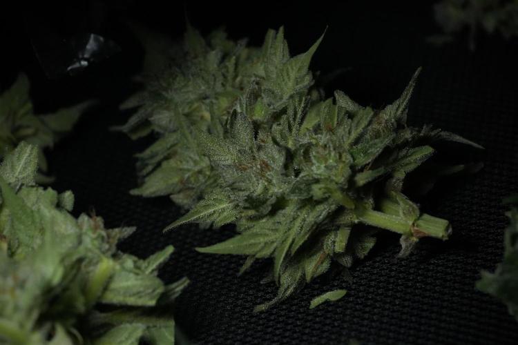 Amnesia Skunk The Zamnesia Way. Week 13 - Rack 