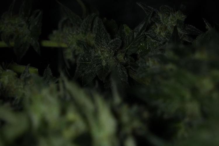Amnesia Skunk The Zamnesia Way. Week 13 - Rack 