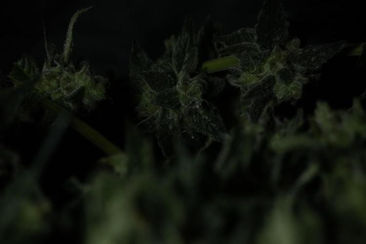 Amnesia Skunk The Zamnesia Way. Week 13 - Rack 